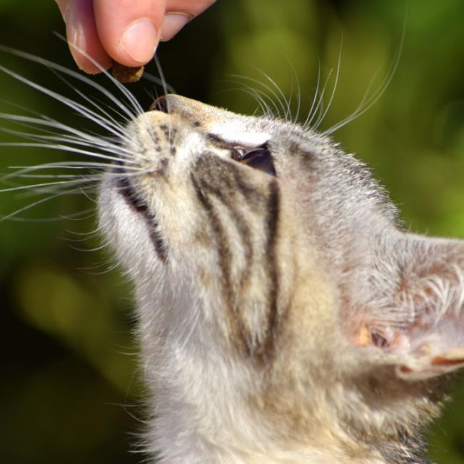 Catfood